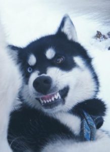 hygiène bucco dentaire