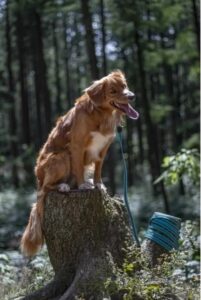 longe de rappel laisse à pister Xeno flamingo