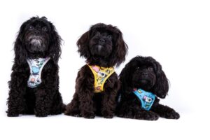 Petit chien portant un harnais Curli Air-Mesh bleu ciel, parfait pour les promenades d'été