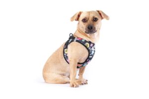 Harnais Curli ergonomique noir sur un chien en balade, avec bandes réfléchissantes visibles