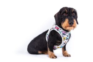 Petit chien portant un harnais Curli Air-Mesh bleu ciel, parfait pour les promenades d'été