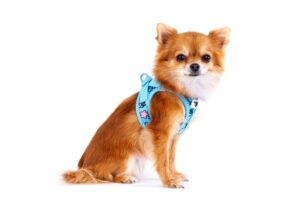 Petit chien portant un harnais Curli Air-Mesh bleu ciel, parfait pour les promenades d'été