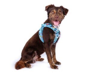 Harnais Curli ergonomique noir sur un chien en balade, avec bandes réfléchissantes visibles