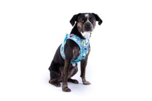 Petit chien portant un harnais Curli Air-Mesh bleu ciel, parfait pour les promenades d'été