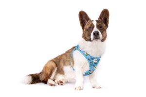 Petit chien portant un harnais Curli Air-Mesh bleu ciel, parfait pour les promenades d'été