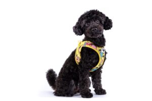 Petit chien portant un harnais Curli Air-Mesh bleu ciel, parfait pour les promenades d'été