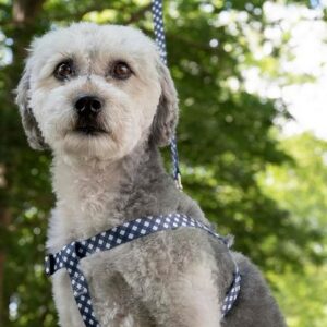 collection colliers harnais salome gris flamingo